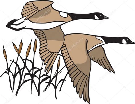 Canada Geese — Stock Vector © toonerman #31896335