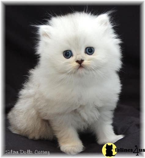 Hypoallergenic Teacup Cat Breeds - Pets Lovers