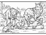 46 Wolf Coloring Pages Online Free  Printable sketch template