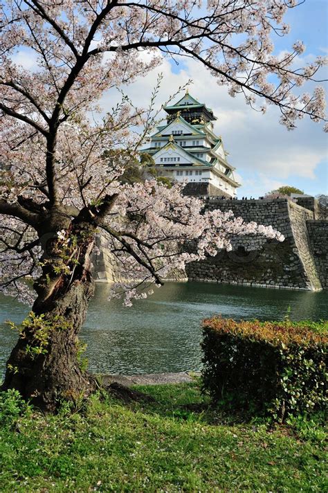 osaka castle with the cherry blossoms | Stock image | Colourbox