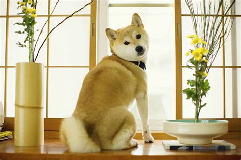 How To Take Care Of A Shiba Inu