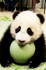 Ball Panda GIF - Find & Share on GIPHY