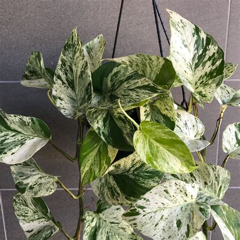 Pothos Queen Marble - Pothos Plant