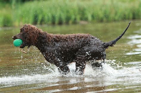 Irish Water Spaniel Rescue Canada