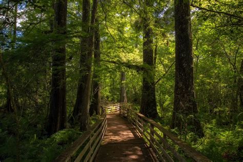 Corkscrew Swamp Sanctuary - A shot of the boardwalk and surrounding old ...