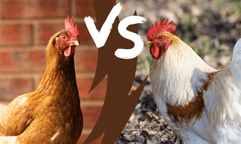 ISA Brown Hen Vs. Rooster: How To Spot The Difference