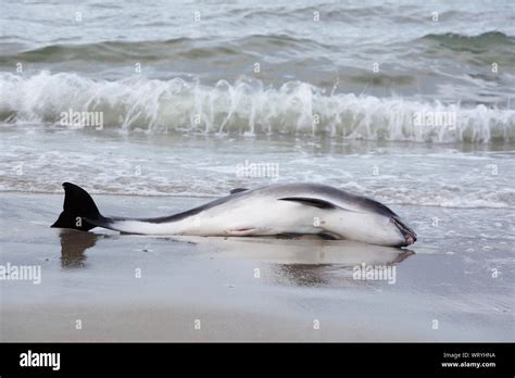 Death dolphin hi-res stock photography and images - Alamy