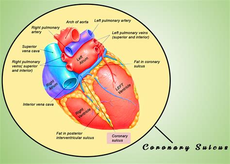 Interventricular Sulcus And Septum