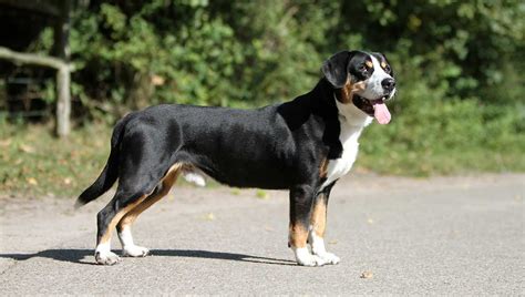 Entlebucher Mountain Dog | Dog Breed Information & Facts – Pictures ...