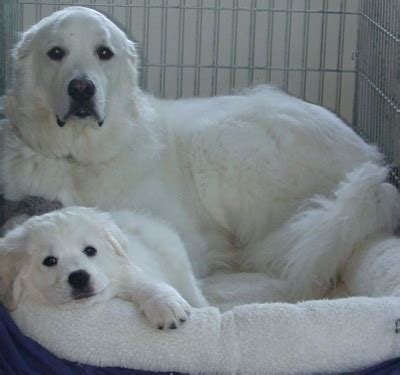 Polish Tatra Sheepdog Dog Breed Information and Pictures