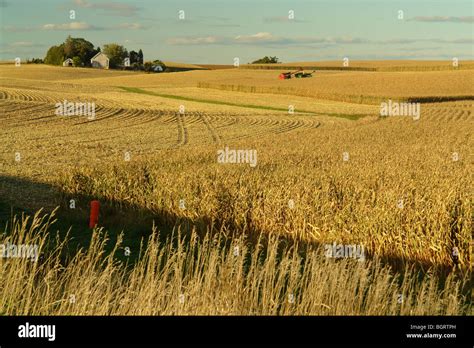 AJD62801, Clayton County, IA, Iowa, cornfield, harvest Stock Photo - Alamy