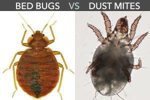 bed-bug-vs-dust-mite - Pest Hacks