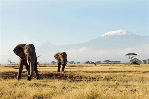 5 Days 4 Nights Big Five Safari Tour | Leadwood Expeditions