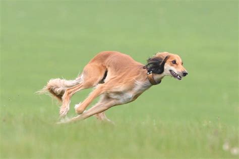 Saluki (or Gazelle Hound) Breed Guide - Learn about the Saluki (or ...