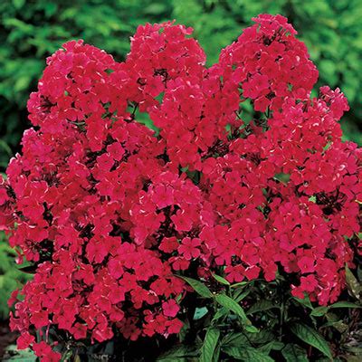 Hardy Tall Phlox Red - Sun Perennial | K. van Bourgondien