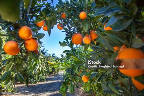 Orange Plantation In California Usa Stock Photo - Download Image Now - Orange Orchard, Orange ...