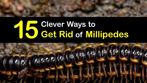 Millipede Control - Quick Ways of Getting Rid of Millipedes