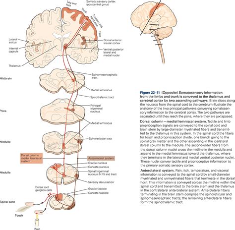 Dorsal Column Pathway Diagram