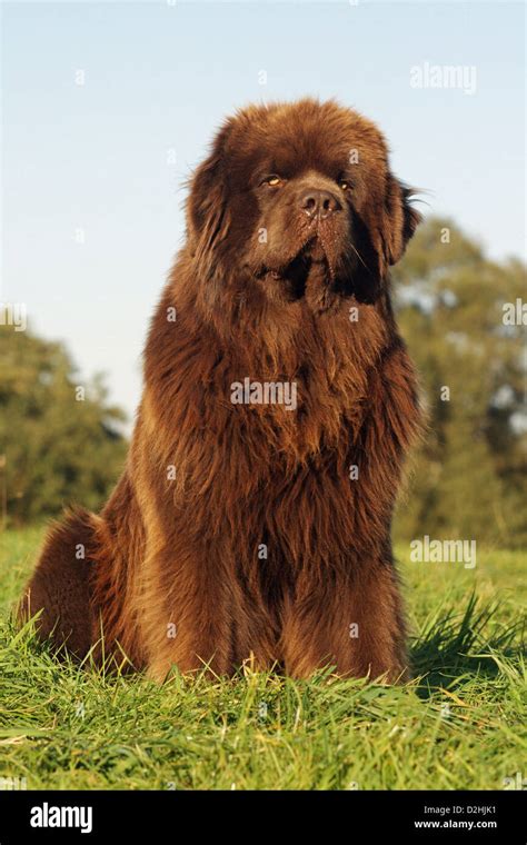 Newfoundland dog brown hi-res stock photography and images - Alamy