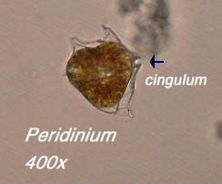 Peridinium