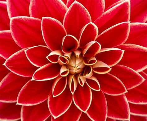 Dahlia Flower Free Stock Photo - Public Domain Pictures