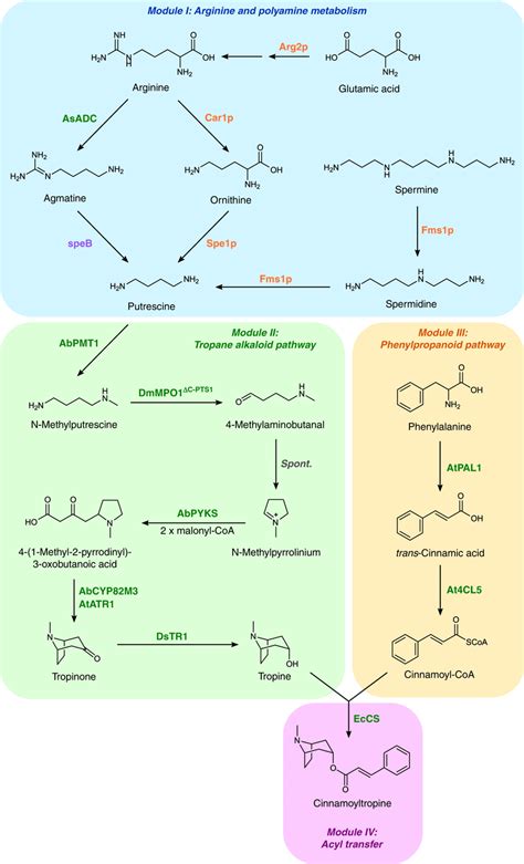 Engineered pathway for de novo biosynthesis of tropane alkaloids in... | Download Scientific Diagram