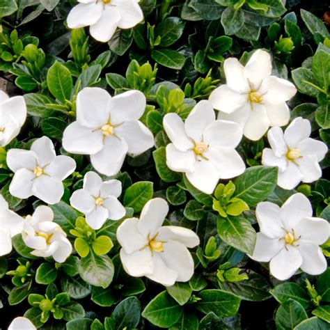 Gardenia jasminoides Kleims Hardy (9cm Pot Plant) | Express Garden Shop