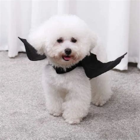 Pet Bat Wing Costume | That's So Fetch!