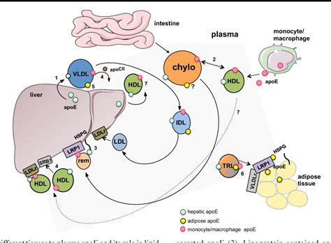 Cell-specific production, secretion, and function of apolipoprotein E | Semantic Scholar