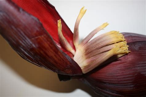 Recipes and Tips To Fight M.S.: Banana Flower Stir Fry