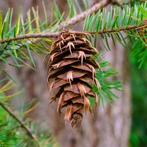 What are female cones and male cones? — Trees Pacific Northwest