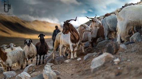 Trekking at Nubra Valley, Indian Himalayas :: Behance