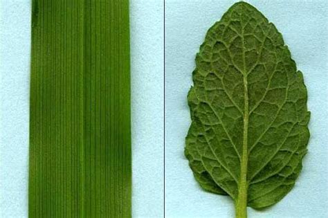 Tracheophytes Definition | Tracheophytes Examples & Characteristics [Here's The Answer] Study Nature