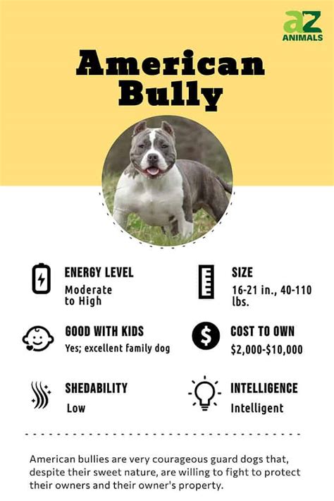 American Bully - A-Z Animals