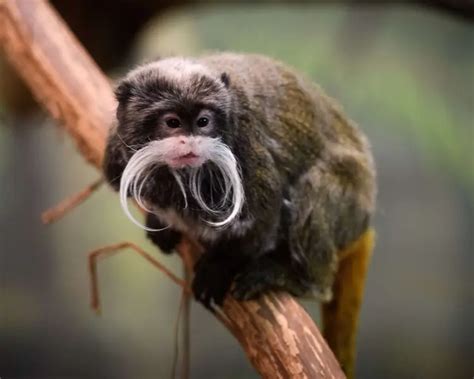 Emperor Tamarin - Facts, Diet, Habitat & Pictures on Animalia.bio