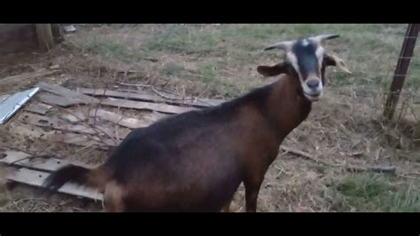 Can you tell which goats are pregnant? - YouTube