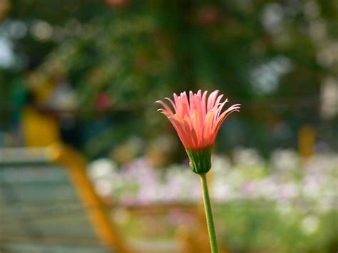 Barberton Daisy | Common name: Gerbera Daisy, Transvaal Dais… | Flickr