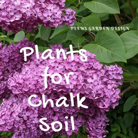 Plants for Chalk Soil, Alkaline Soil Plant List | Design Ideas | free