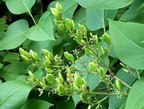 17 Different Types of Lilac Trees & Identifying Features