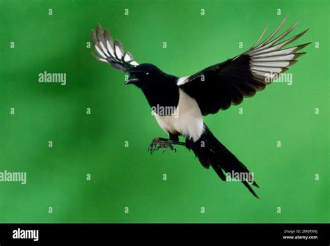 MAGPIE - in Flight Stock Photo - Alamy