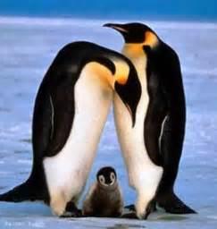 Cómo localiza a su pareja la hembra del pingüino emperador? - Planeta ...