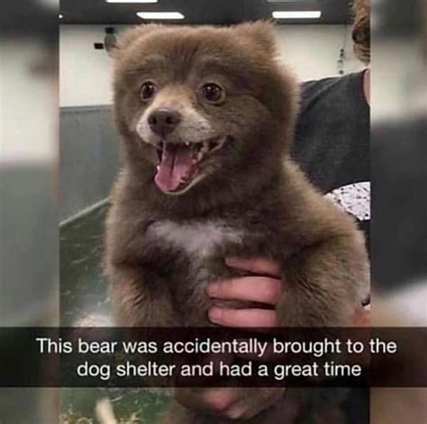 This bear was accidentally brought to the dog shelter and had a great time | Cute animal memes ...