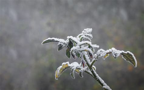 Protecting Plants During Frost Advisories - Alabama Cooperative ...