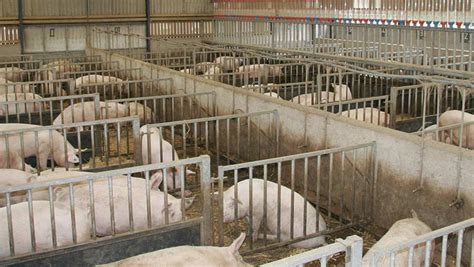 Q&A: How new environmental pig permits could affect you - Farmers Weekly