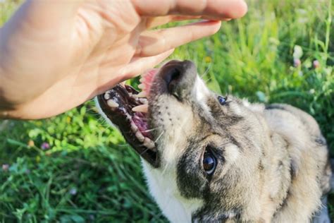 Bitten By A Dog in New York? | Long Island Dog Bite Lawyers