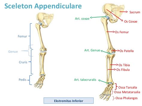 Jenis-Jenis Rangka Apendikular Bagian Ekstremitas Bawah - Literasi Biologi