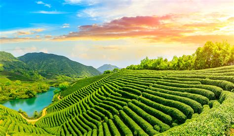 Chinese Tea: Taste all of the world's styles of tea in one country