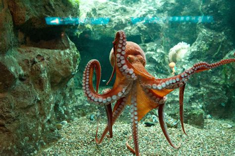 Shedd - giant pacific octopus | Giant pacific octopus, Beautiful sea creatures, Octopus