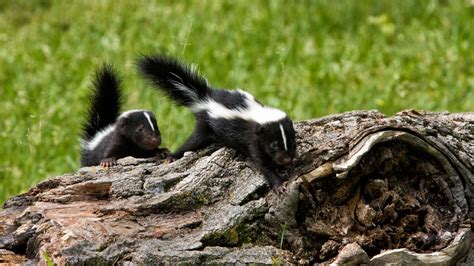 How to get rid of skunks : to protect your lawn and pets | Homes & Gardens