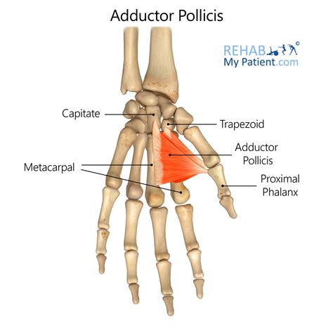 Adductor Pollicis Action